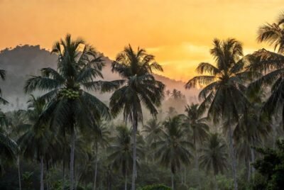 Refined Coconut Oil Supplier